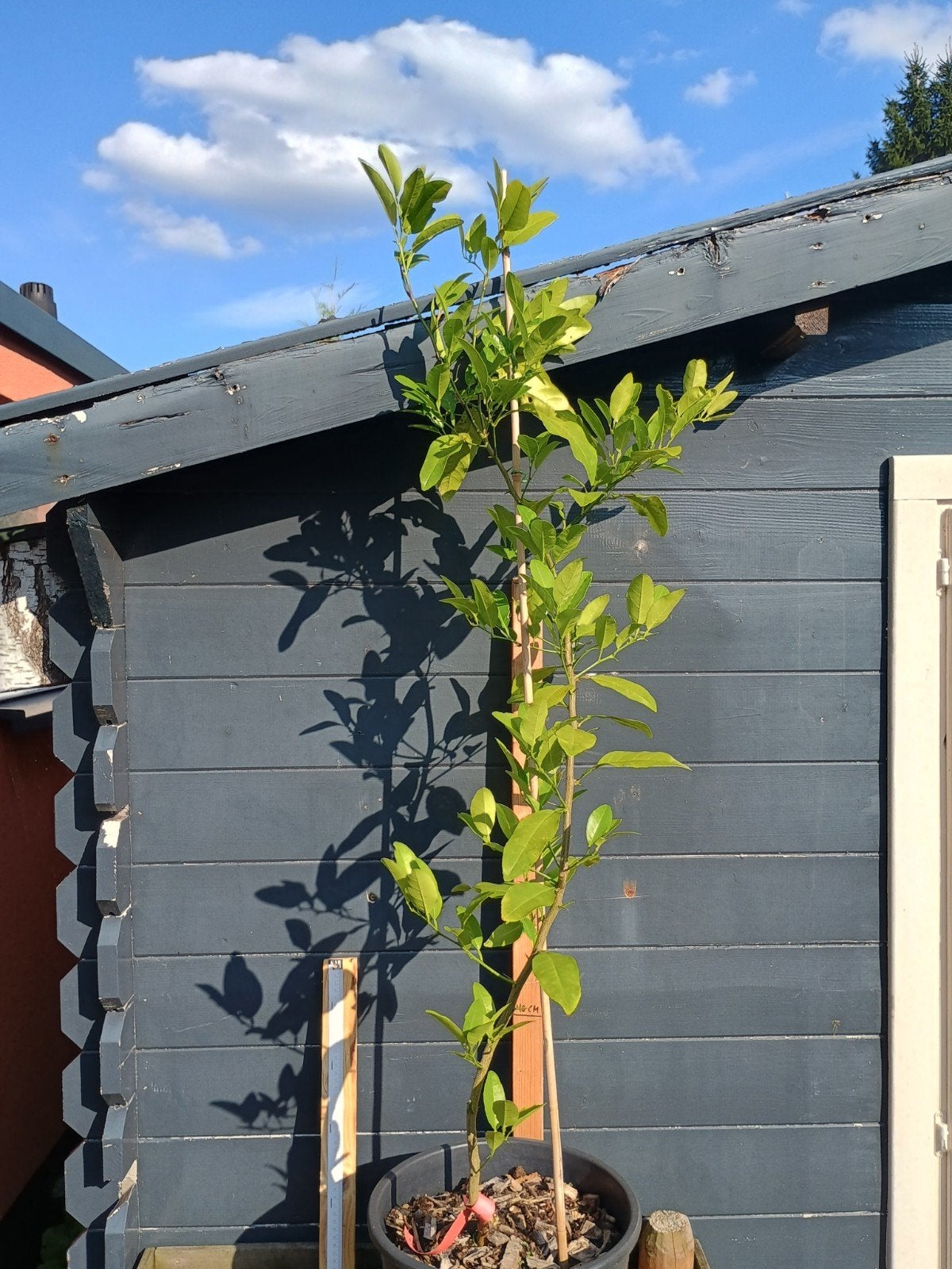 Citrus Volkameriana (Volkamer Citroen) Boom - 1.50m hoog, Ophalen, Lente, Volle zon, In pot