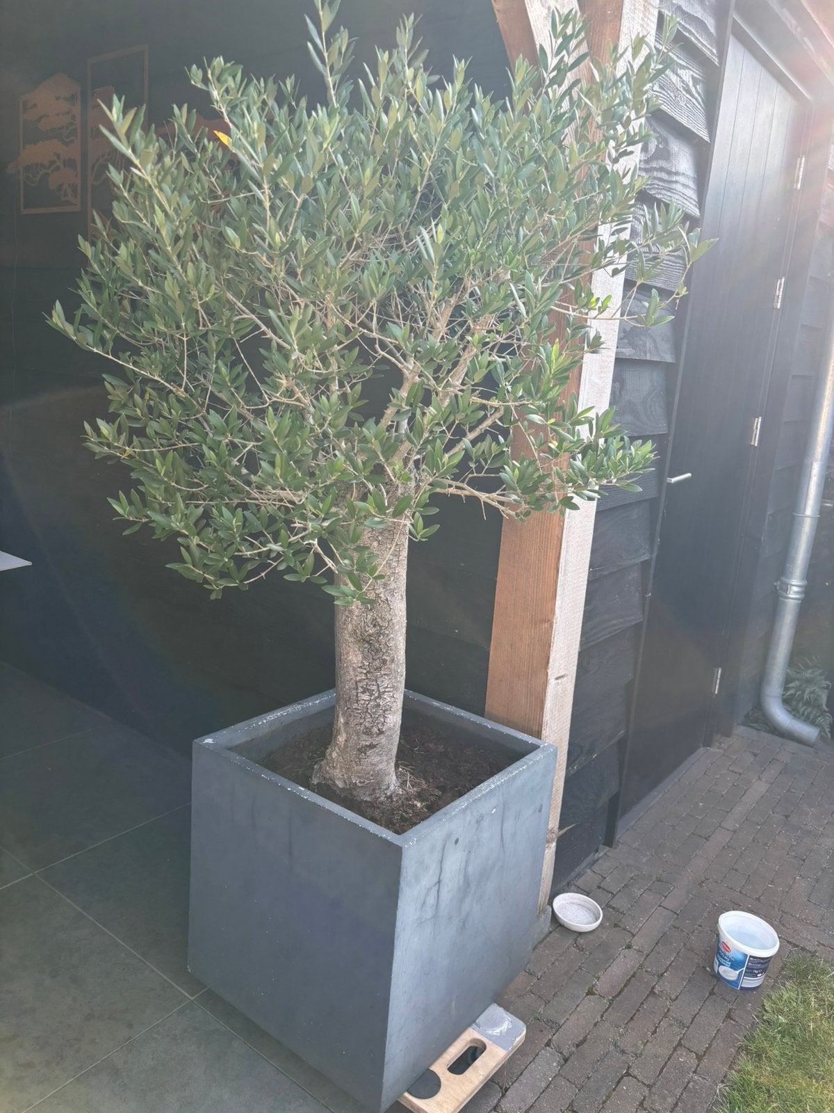 Olijfboom, Bloeit niet, 100 tot 250 cm, Olijfboom, Ophalen