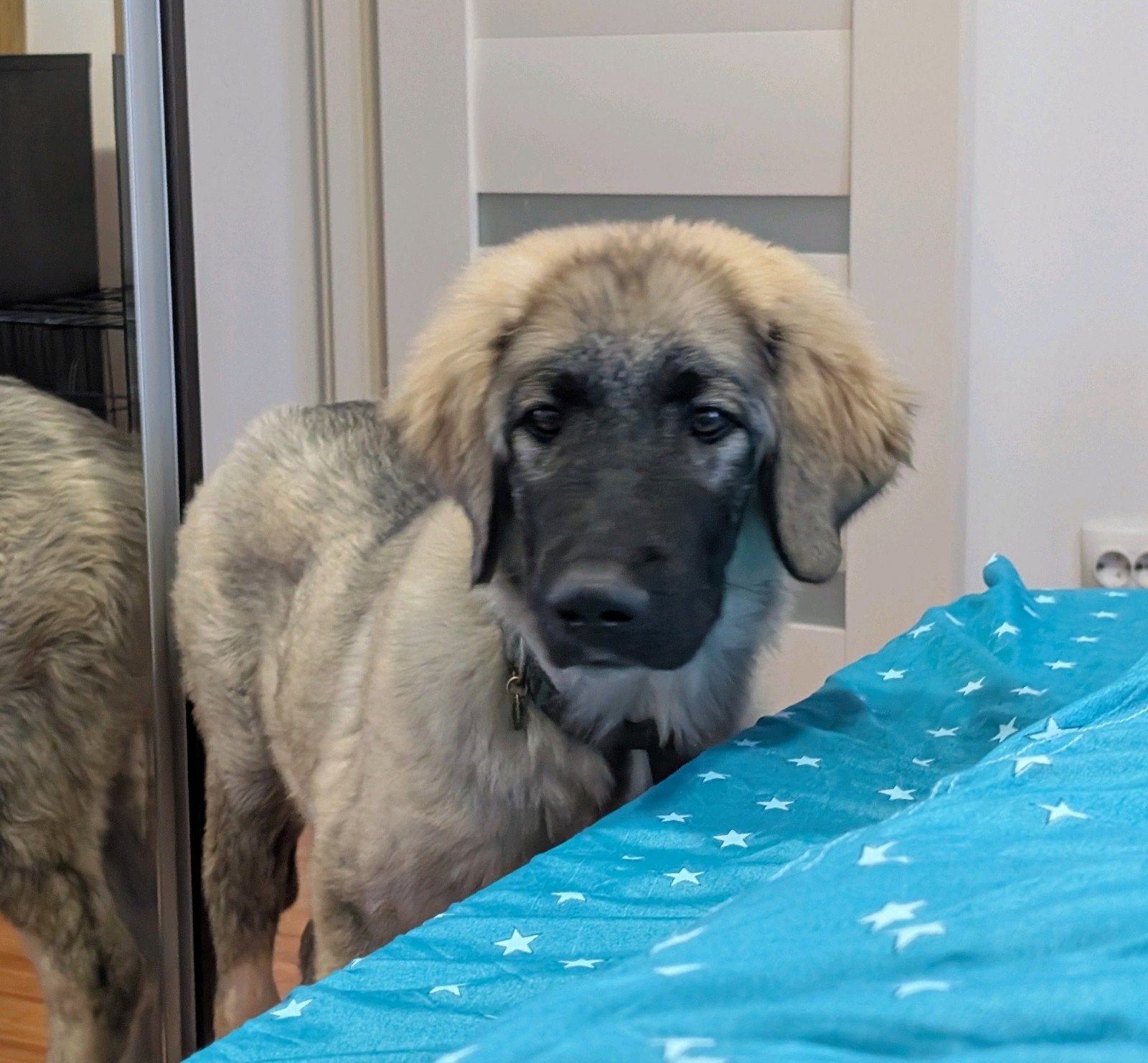 Karpatische herdershond teef roemeens met stamboom, Rabiës (hondsdolheid), 15 weken tot 1 jaar, Teef, Eén hond