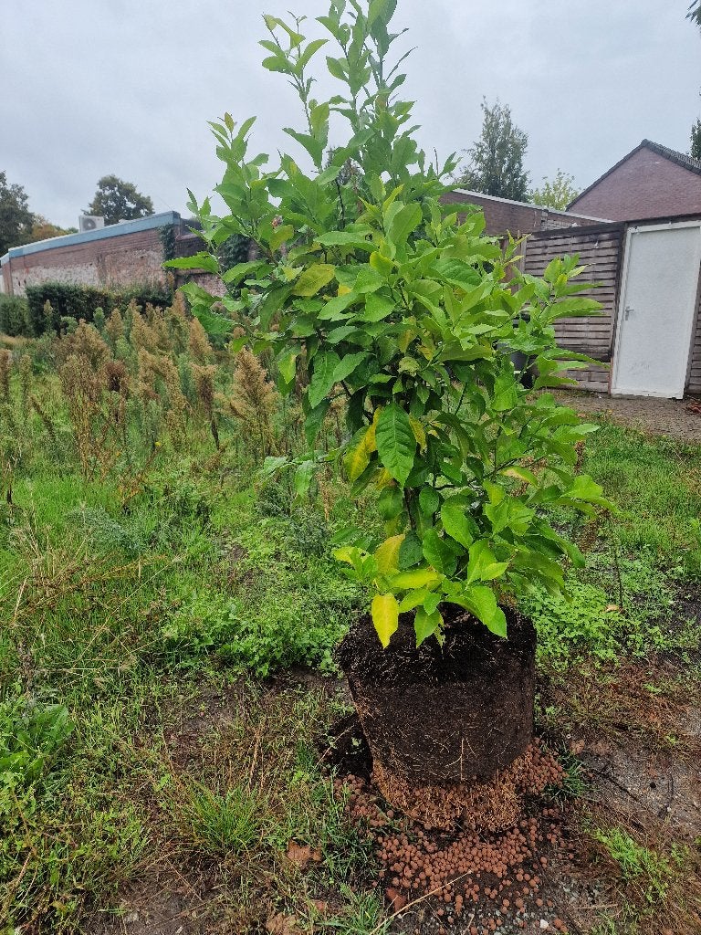 Sinasappelboom, Tuin en Terras, Ophalen, Overige soorten, Volle zon, Bloeit niet