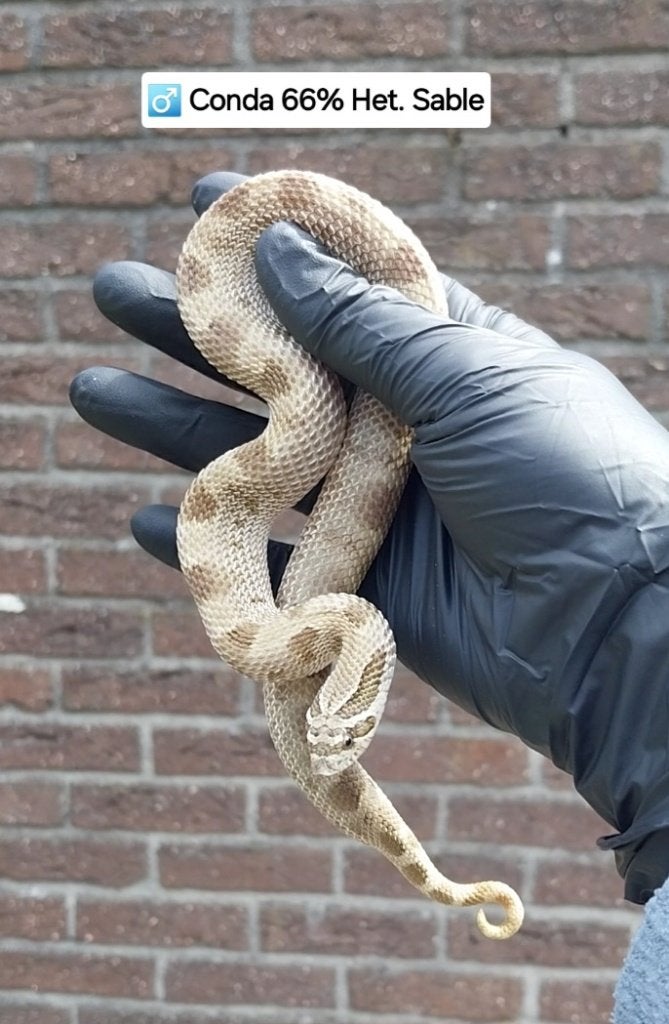 1.1 Heterodon nasicus, Slang, Tam, 3 tot 6 jaar