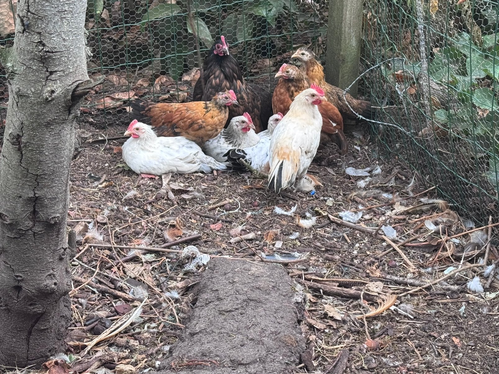 4 hanen te koop, Dieren en Toebehoren, Mannelijk, Kip