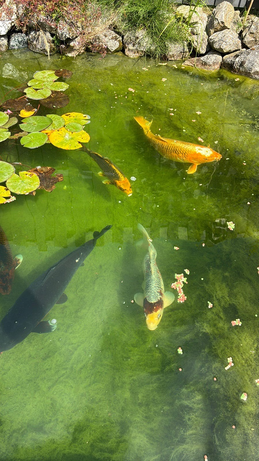 Collectie grote volwassen Koi Siervissen voor de liefhebber, Karper of Koi