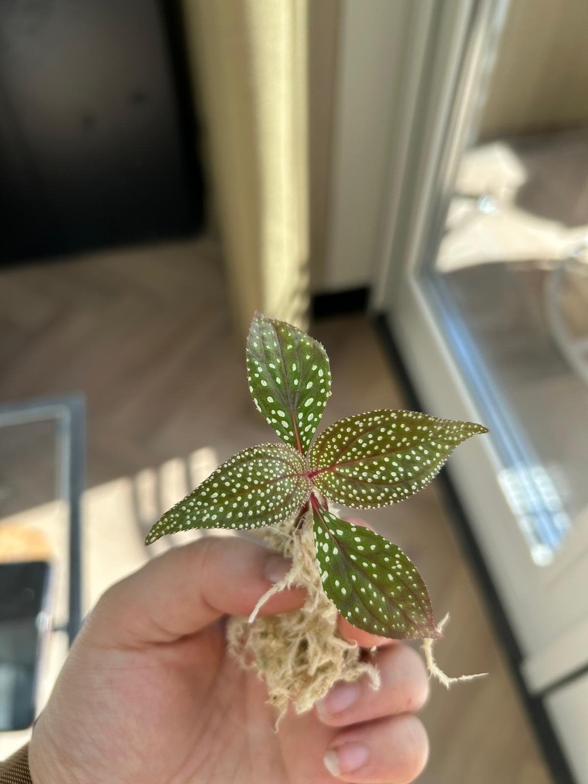 Sonerila sp. – gewortelde stek  stippenblad terrariumplant, Ophalen of Verzenden, Halfschaduw, Minder dan 100 cm