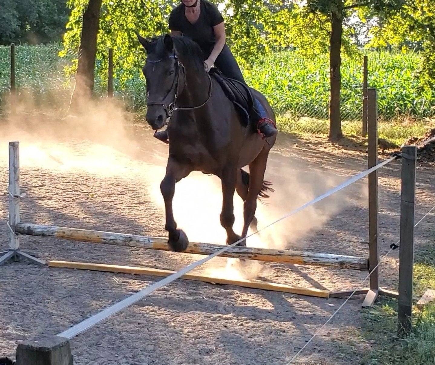 Geweldig leuk recreatiepaard springen & dressuur!, Ruin, 170 tot 175 cm, 11 jaar of ouder, Recreatiepaard