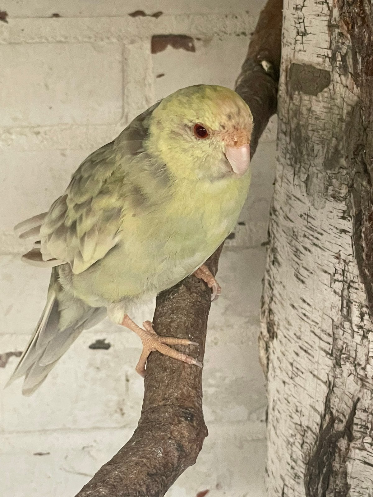 Kakariki pop , overjarig, Vrouwelijk, Parkiet