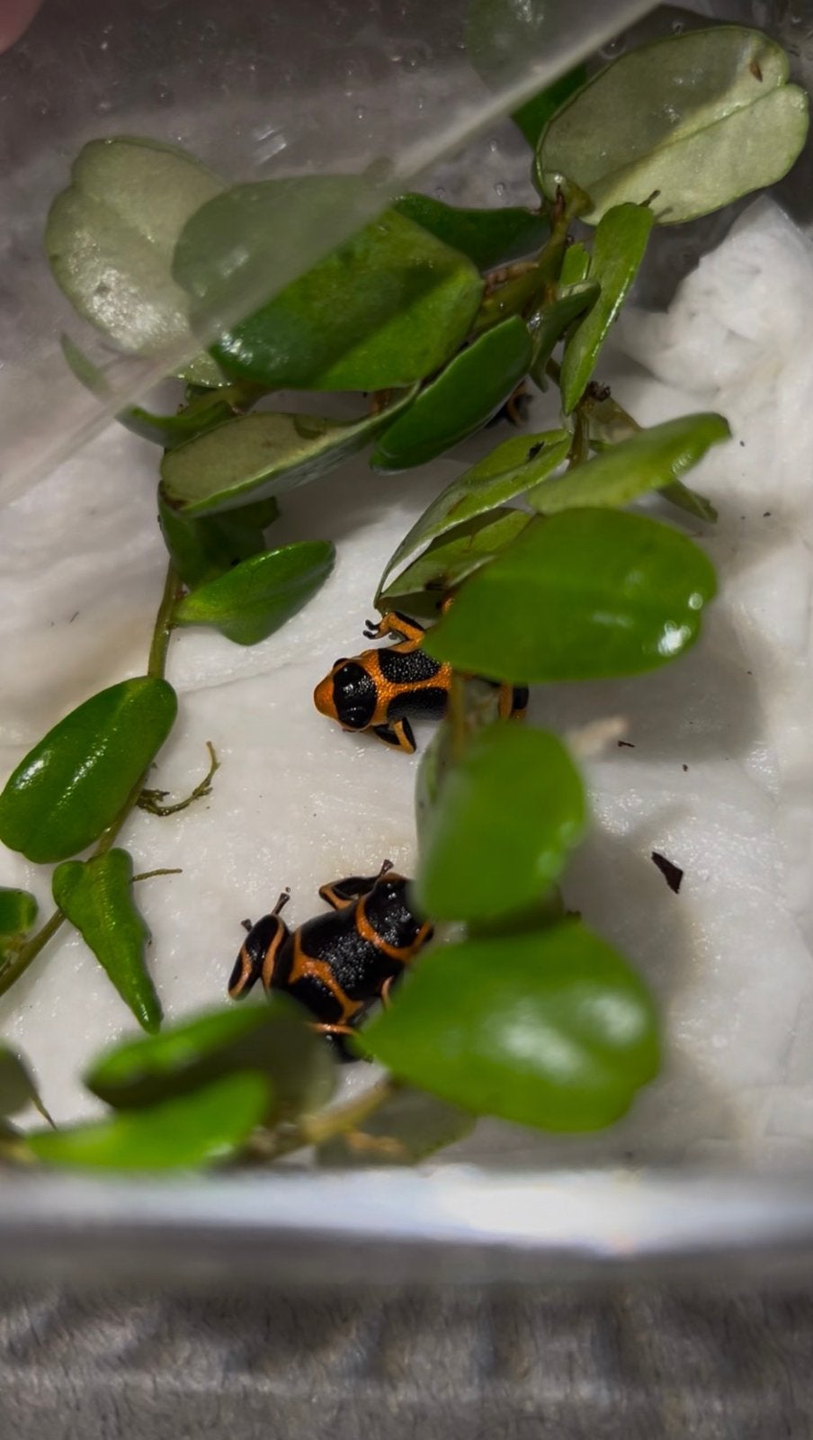 ranitomeya imitator banded 0.2, Amfibie, 0 tot 2 jaar