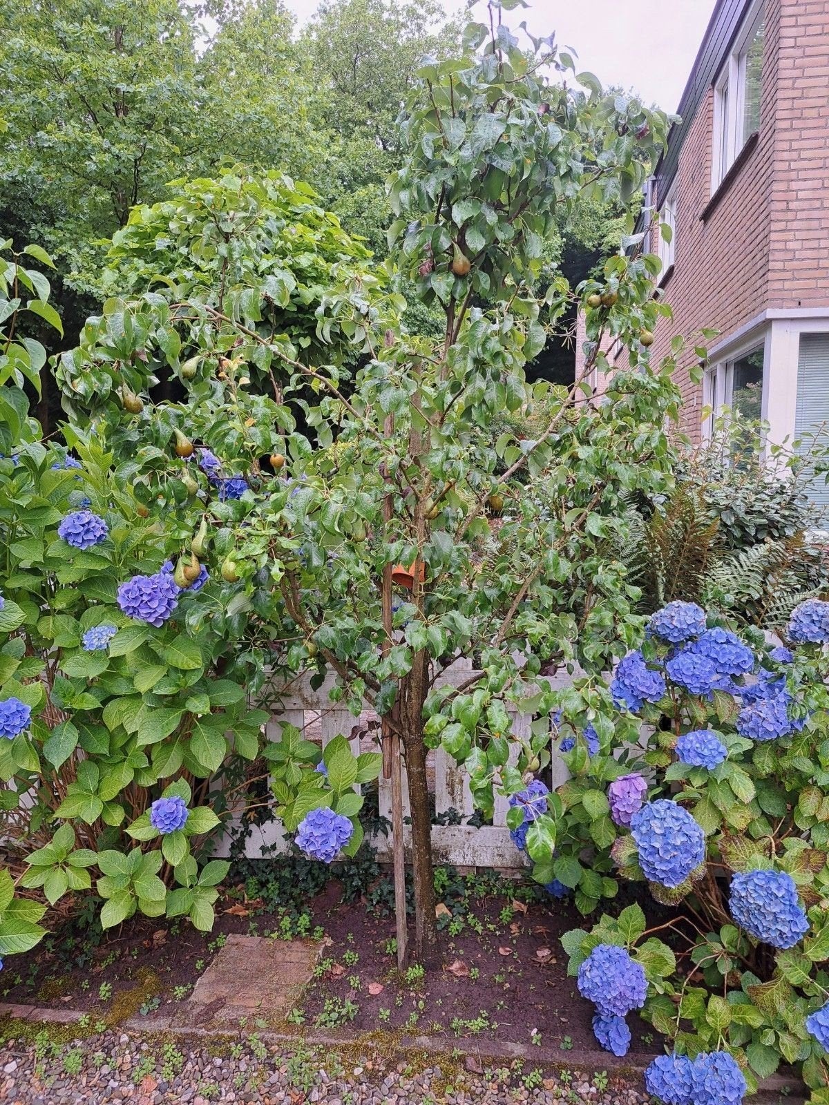 Perenboom - Verse Peren uit Eigen Tuin, Ophalen, Lente, Volle zon, Perenboom