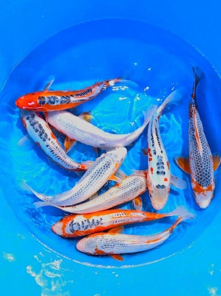 Japankoi, Nisia van de Japanse kweker Marusei, Dieren en Toebehoren, Vissen | Vijvervissen, Karper of Koi