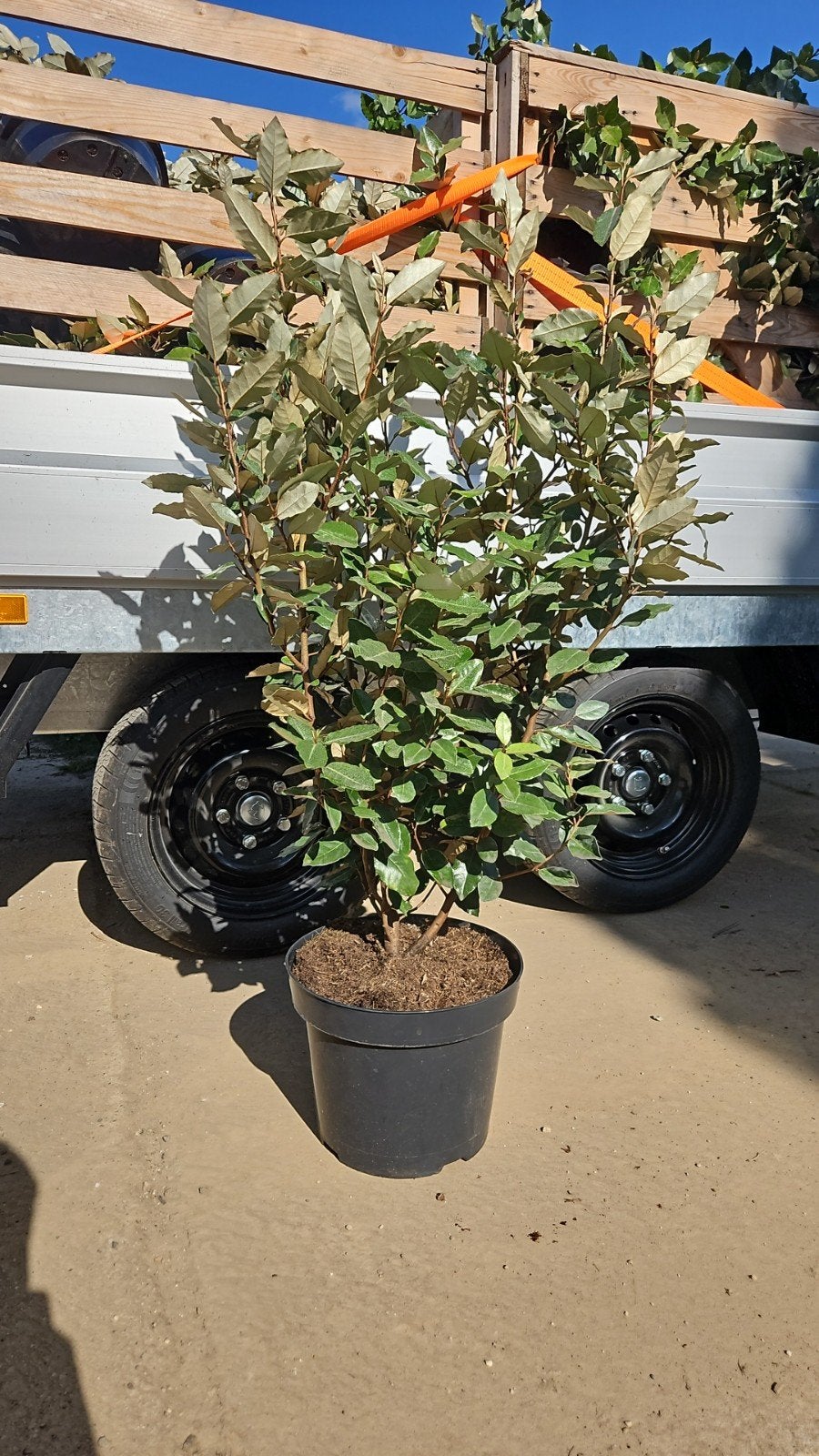 Eleaegnus compacta - olijfwilg, Ophalen of Verzenden, Overige soorten, 100 tot 250 cm