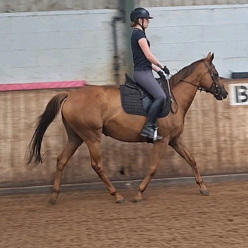 Brave 10 jarige merrie, Merrie, B, 3 tot 6 jaar, 160 tot 165 cm