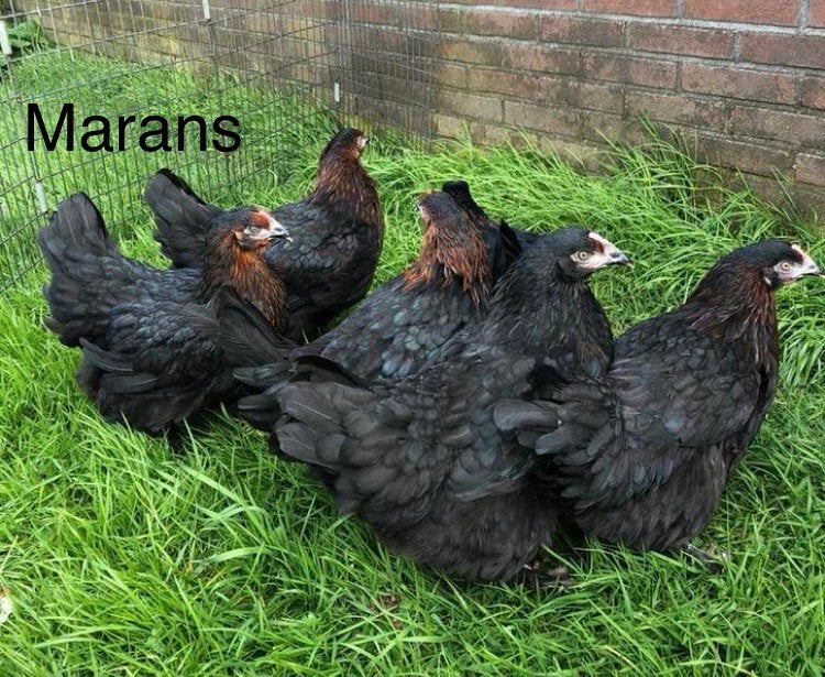 Marans kippen te koop, Dieren en Toebehoren, Vrouwelijk, Kip