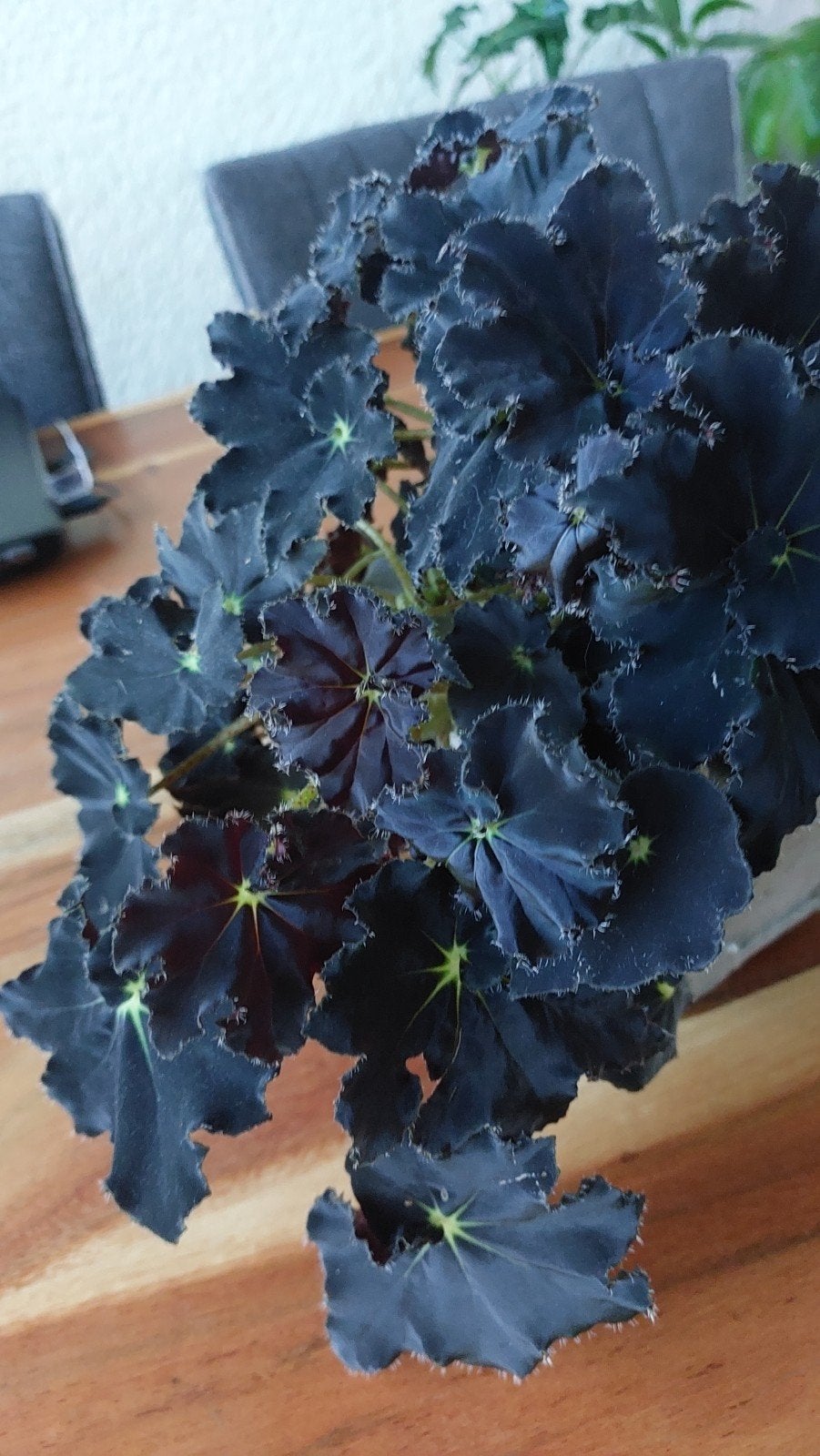 begonia black mamba, Verzenden