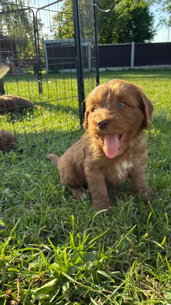 Labradoodle F3 Multigen pups Poedel x Labrador, Overige rassen, 8 tot 15 weken, Parvo, Meerdere