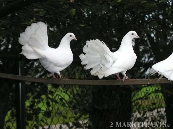 Witte Pauwstaart duivin, Dieren en Toebehoren, Vrouwelijk, Kip