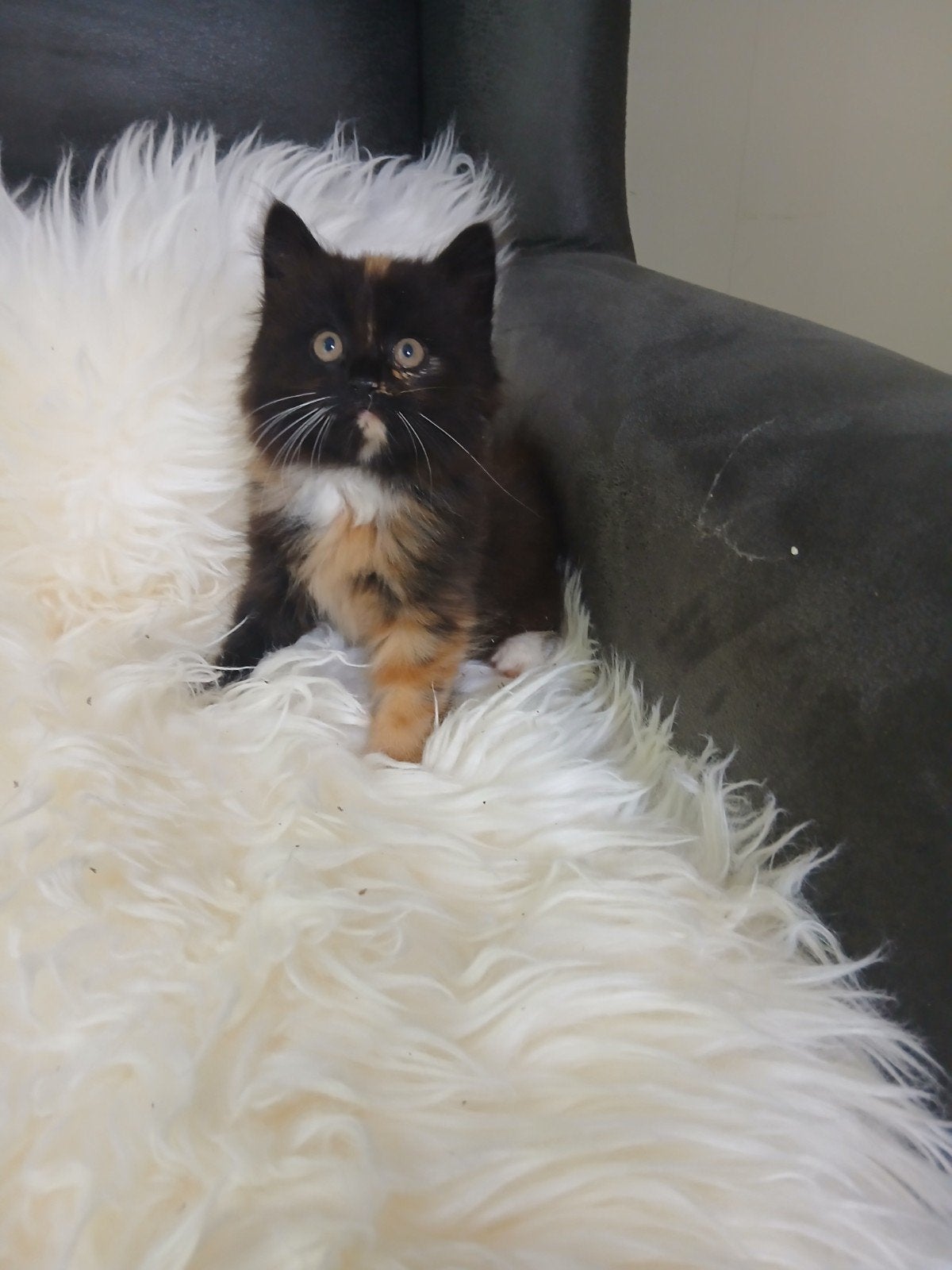 Kittens, Dieren en Toebehoren, Katten en Kittens | Overige Katten, Meerdere dieren