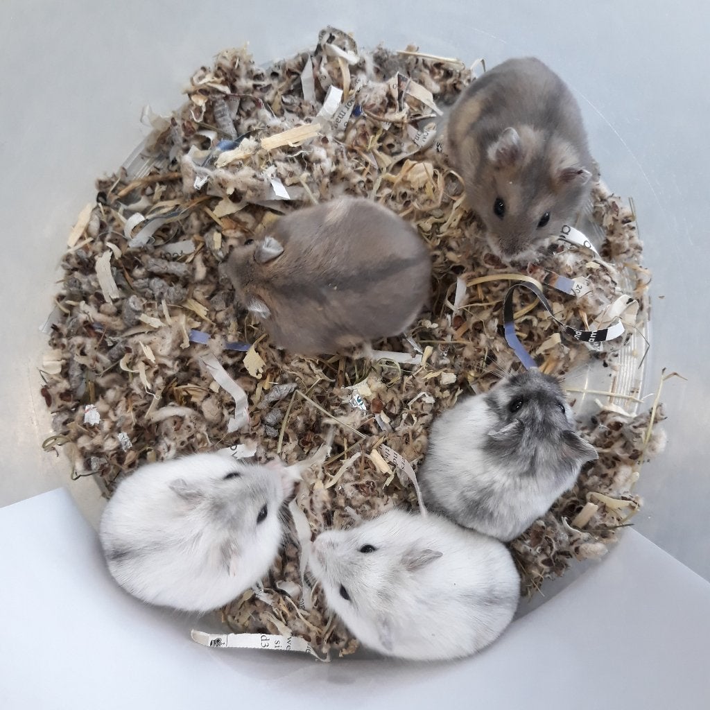 Dwerghamsters, Dieren en Toebehoren, Knaagdieren, Meerdere dieren, Hamster, Mei, Tam
