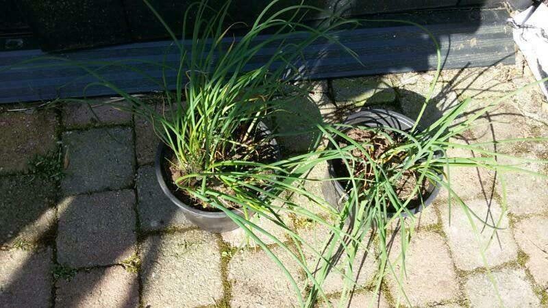 Bieslook, Ophalen, Volle zon, Vaste plant, Kruiden