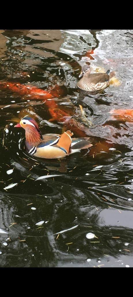 Jonge manderijneendjes, Meerdere dieren, Eend