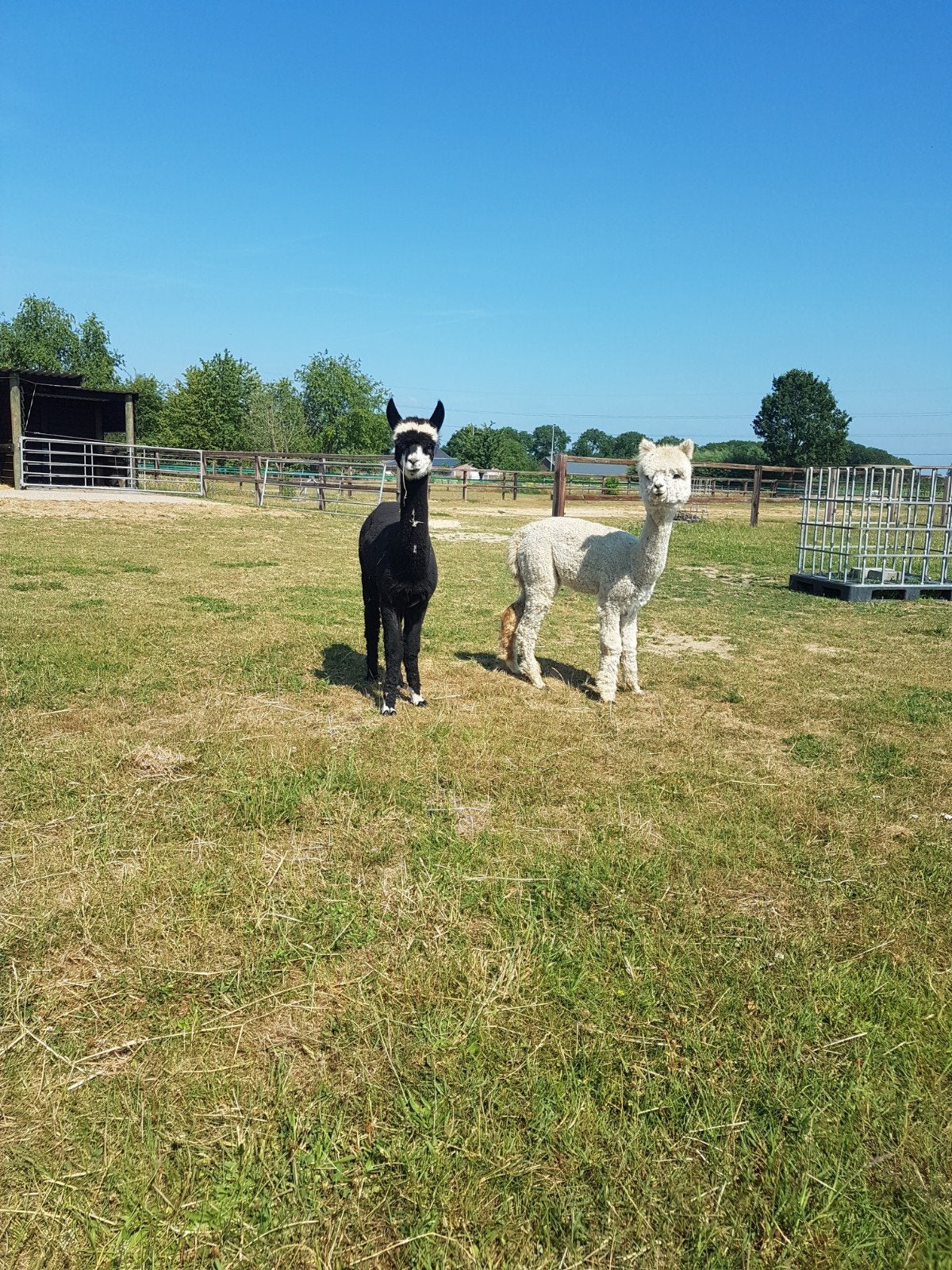 Alpaca hengstjes 1,5 jaar zeer klein, Dieren en Toebehoren, Maart, Mannelijk