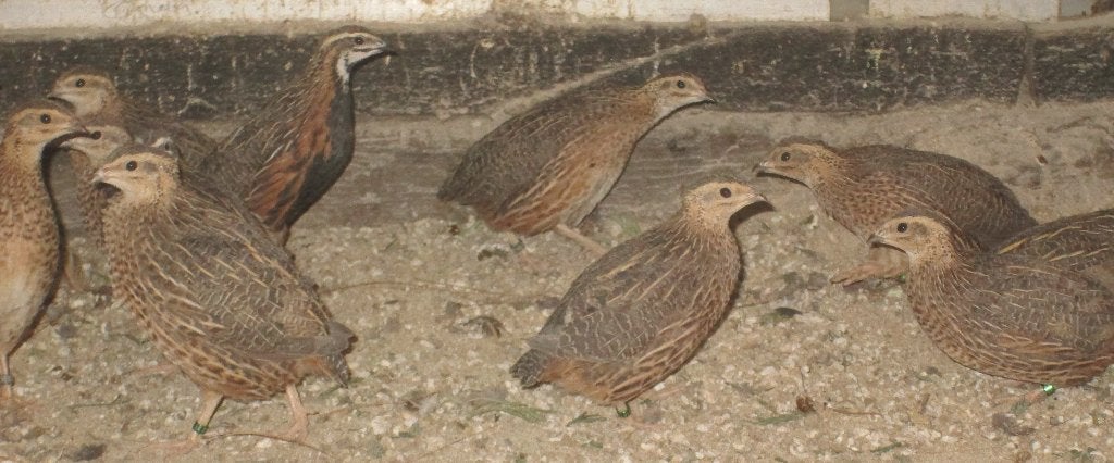 harlekijnkwartels, Dieren en Toebehoren, Meerdere dieren, Overige soorten