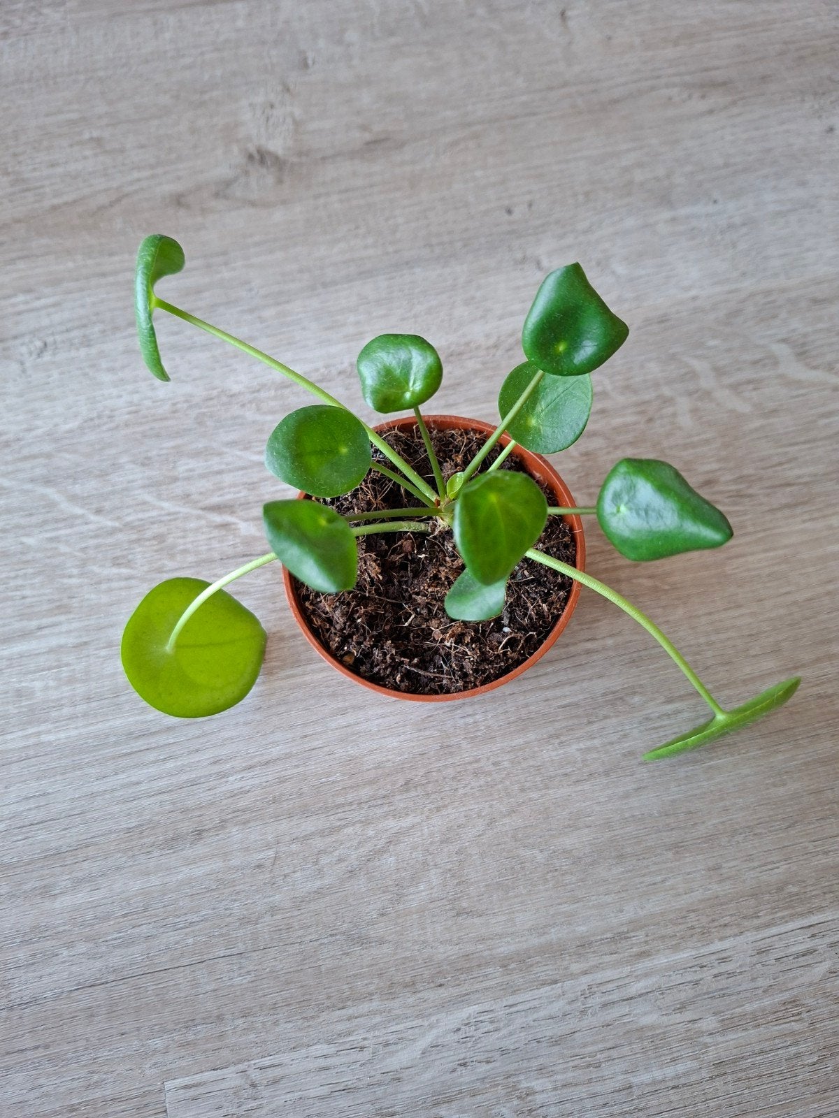 Pannenkoekenplantje (pilea peperomioides) p8, Huis en Inrichting, Ophalen, Overige soorten, Halfschaduw, Minder dan 100 cm