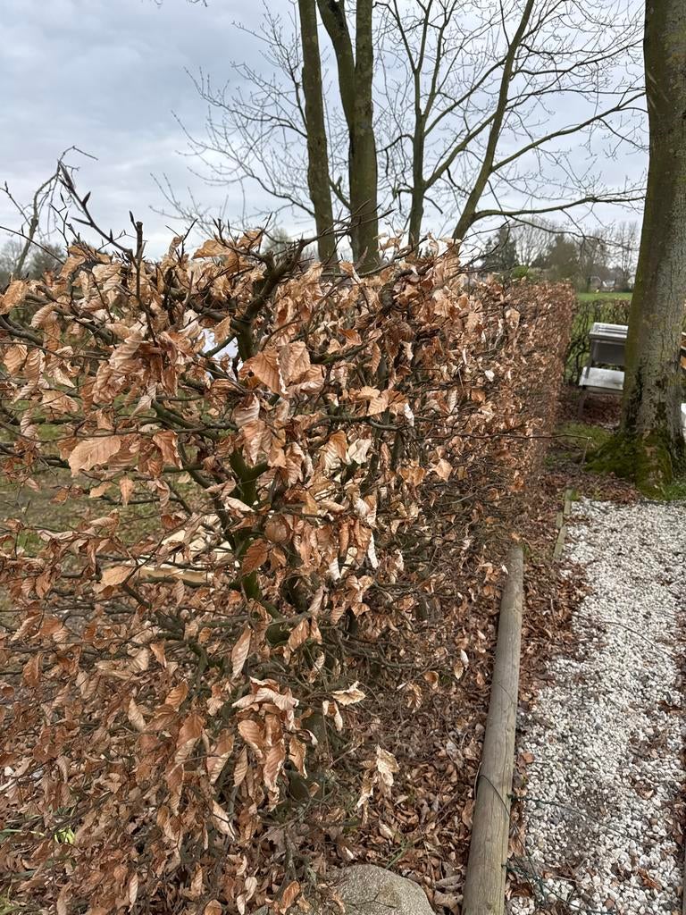 Beukenhof - Prachtige Beukenhaag voor uw tuin, Ophalen of Verzenden, Beukenhaag, Haag, 100 tot 250 cm