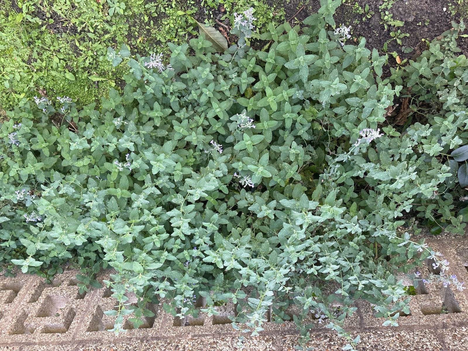 8 Kattenkruid planten (Nepeta) - zelf uitgraven, Volle zon, Vaste plant, Zomer, Ophalen