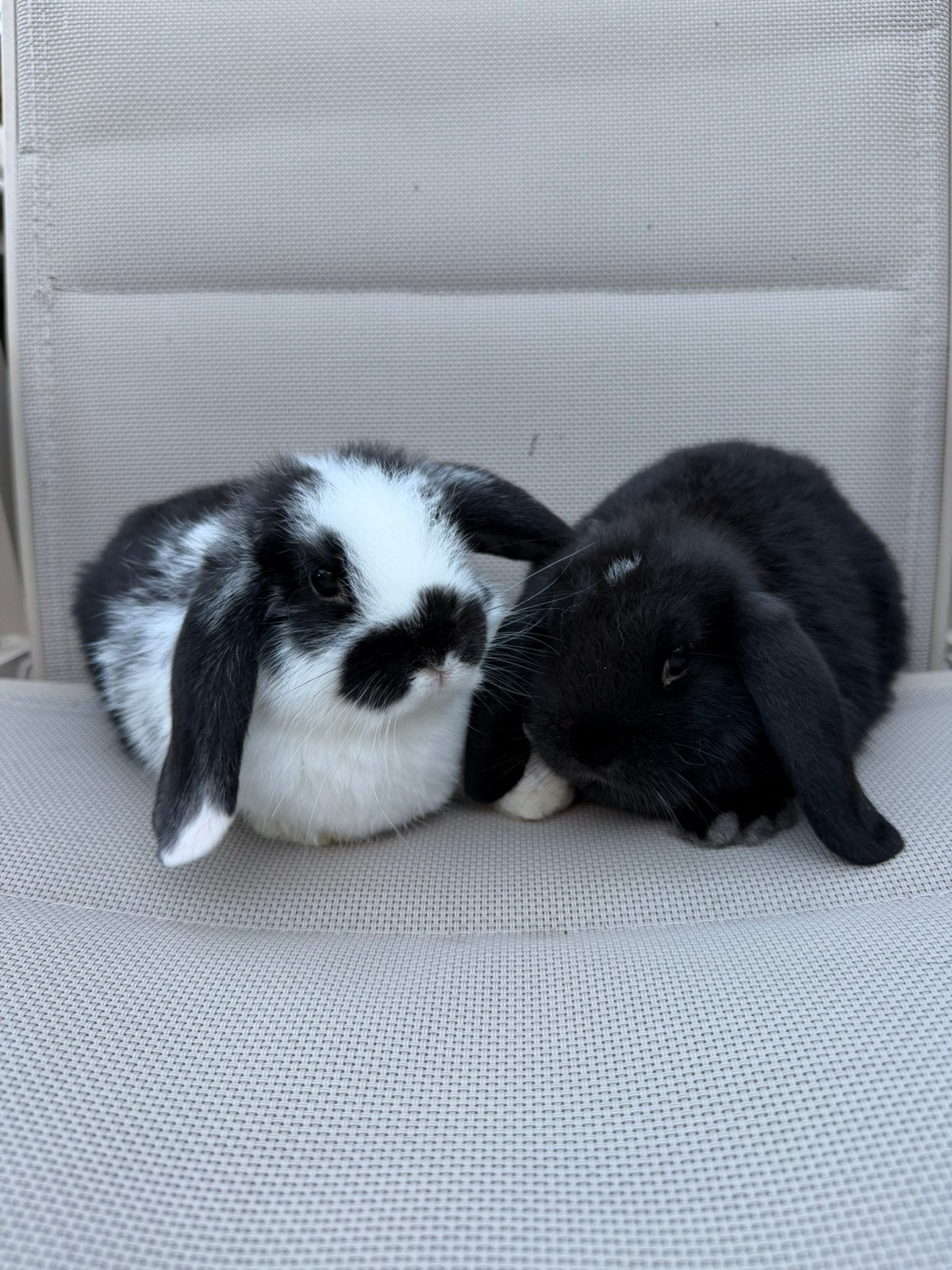 Baby konijntjes NHD Minilop, Dieren en Toebehoren, Vrouwelijk, Dwerg, Hangoor, 0 tot 2 jaar