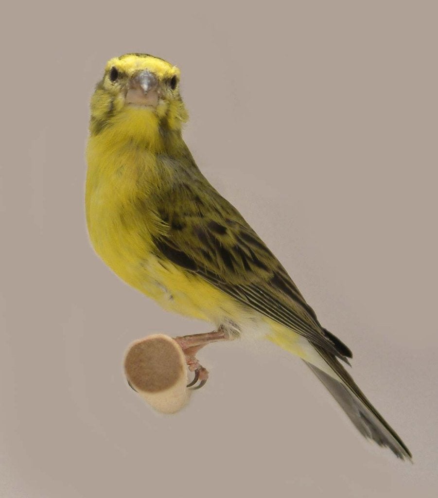Tropische vogels huisvesten met Avicultuur-LED producten, Dieren en Toebehoren, Meerdere dieren, Tropenvogel