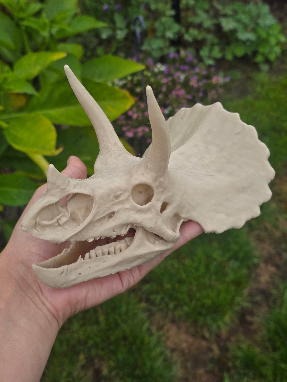 3D Geprint Triceratops Schedel Bot, Ophalen of Verzenden, Gebruikt, Dier