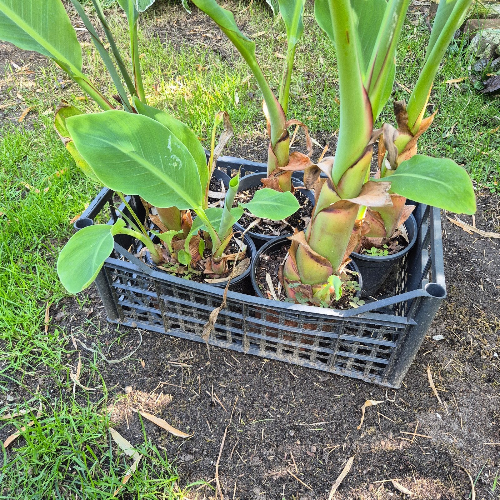 Musella Lasiocarpa - Chinese Dwergbanaan, Volle zon, Vaste plant, Zomer, Ophalen
