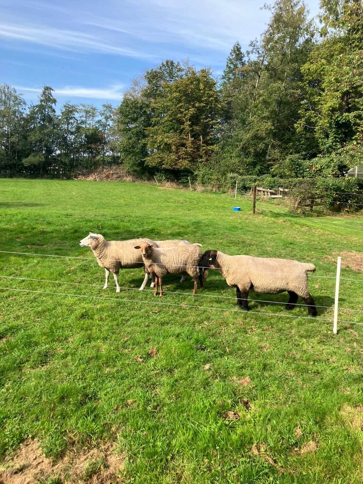 75% solognote en 25% melkschaap dek ram, Dieren en Toebehoren, Mannelijk, Schaap, 0 tot 2 jaar