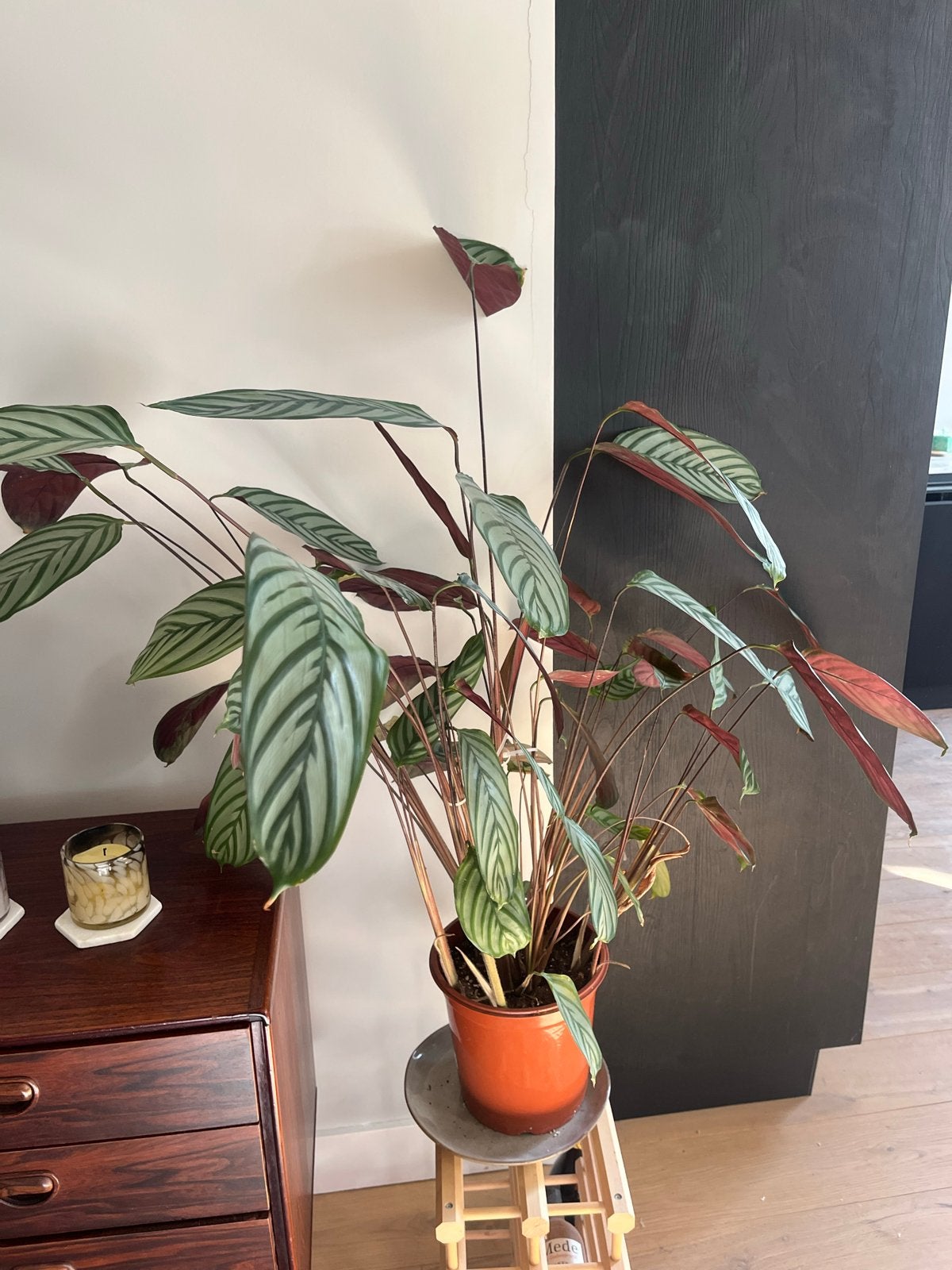 Grote Calathea in pot - Prachtige kamerplant, Huis en Inrichting, Ophalen, 100 tot 150 cm, Overige soorten, Halfschaduw