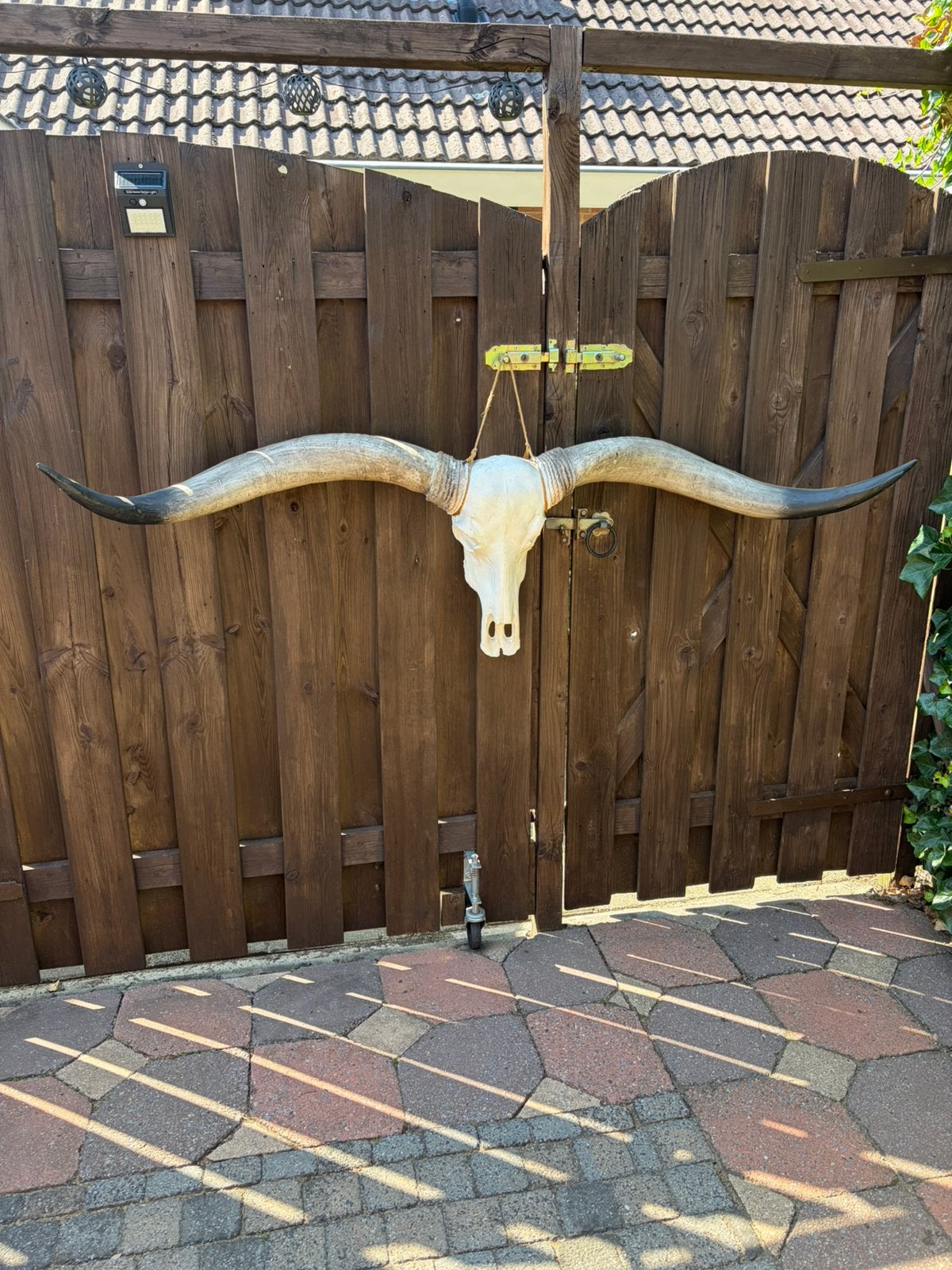 Texas longhorn schedel., Ophalen, Schedel