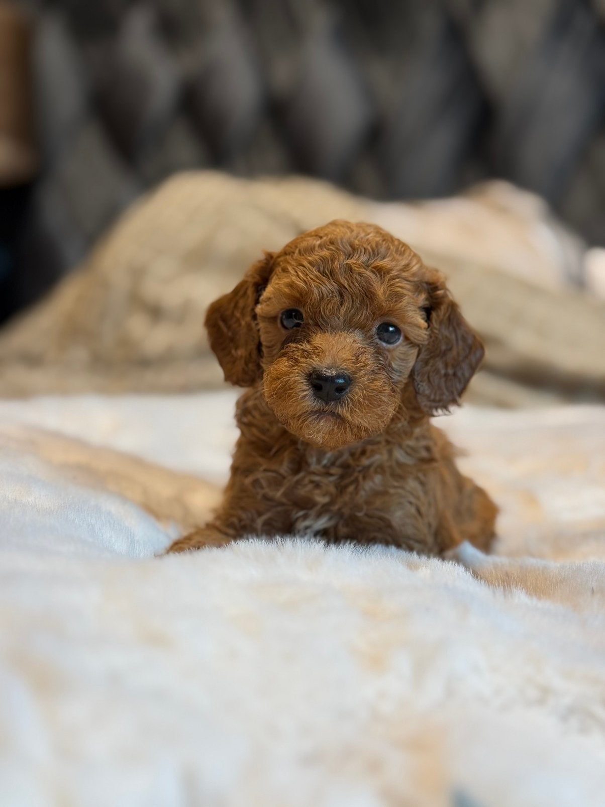 Hele mooie mini labradoodle pups, Dieren en Toebehoren, Overige rassen, CDV (hondenziekte), 8 tot 15 weken, Meerdere