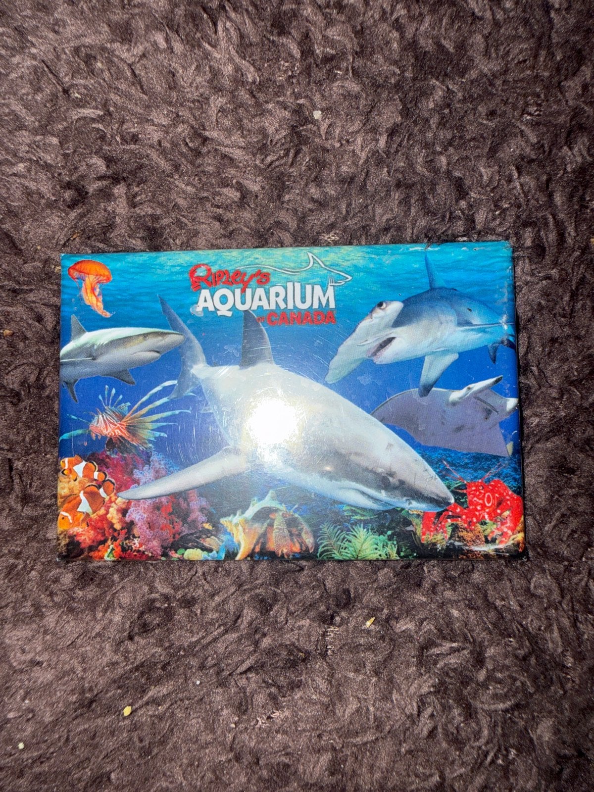 Ripley's Aquarium Canada magneet met haaien en vissen, Ophalen of Verzenden, 1980 tot heden, Gelopen
