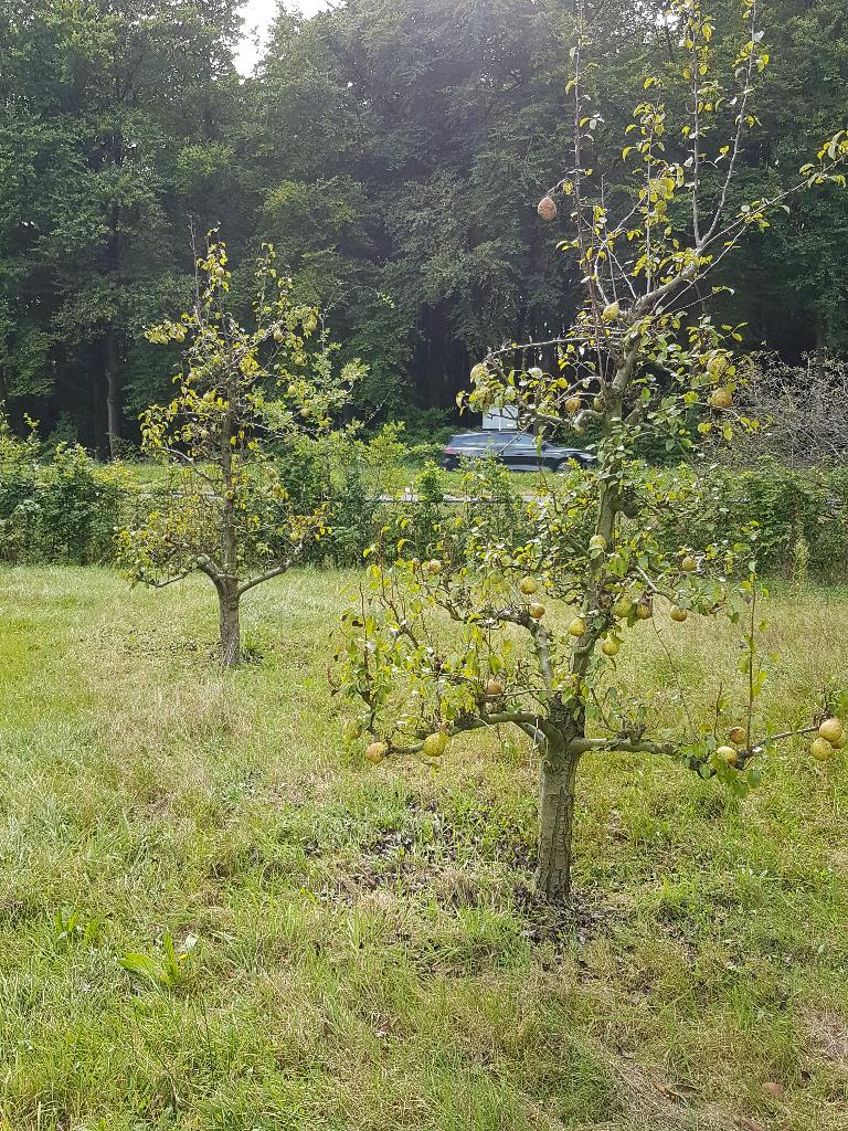 Te Koop 4 oude perenbomen, Tuin en Terras, Planten | Fruitbomen, Ophalen, Minder dan 100 cm, Lente, Perenboom