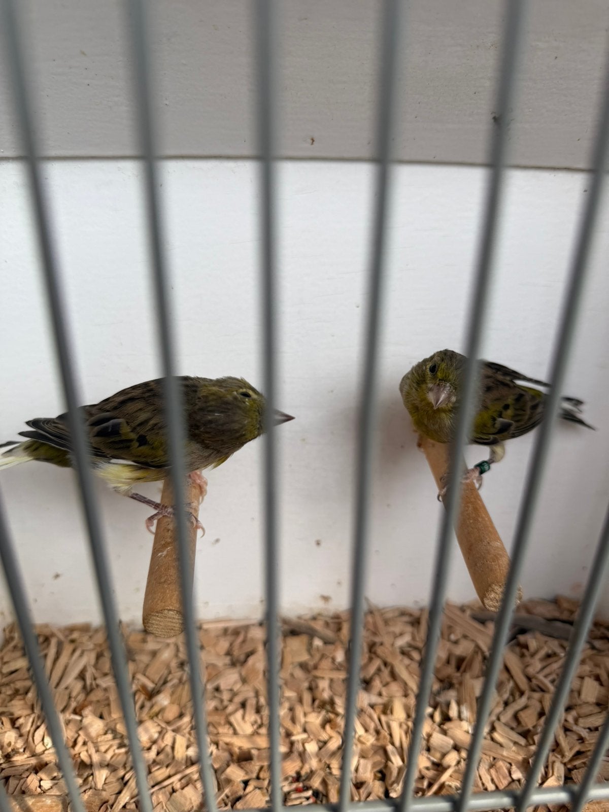 Timbrado, Meerdere dieren, Wildzangvogel, Geringd