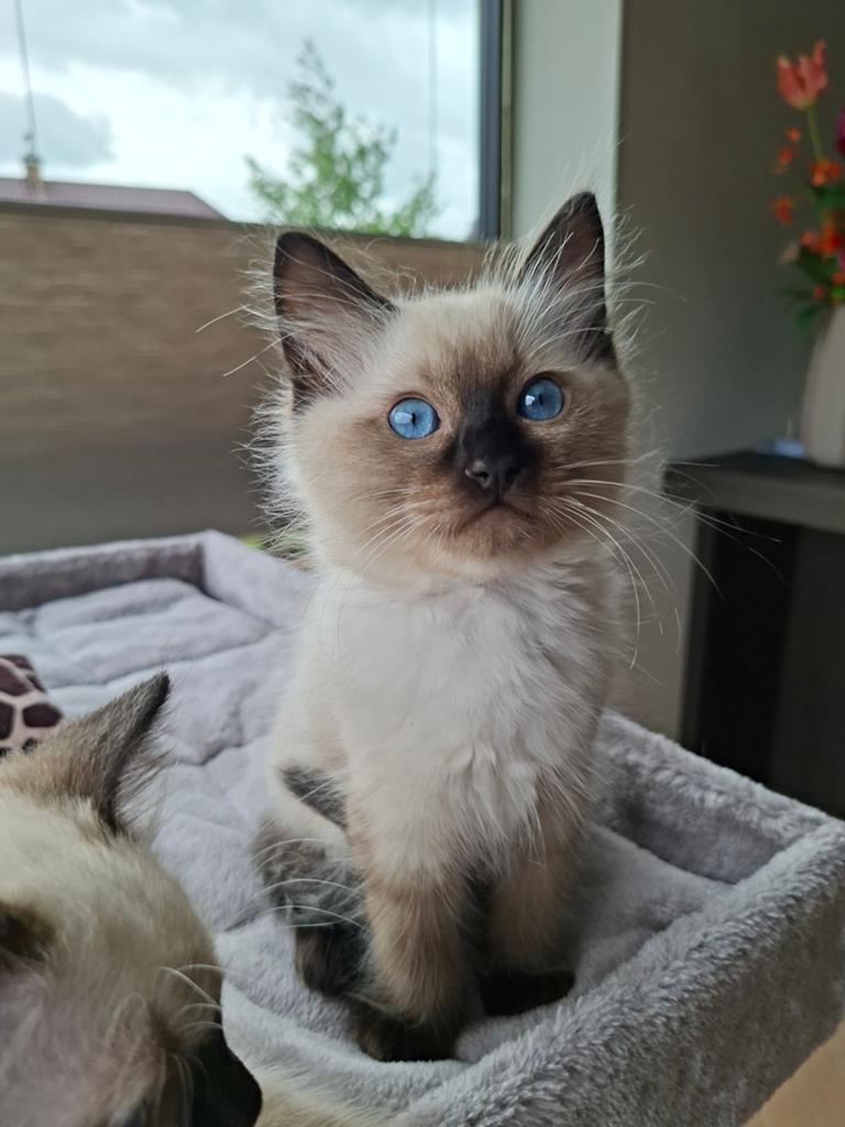 Prachtige Chocolate Point Ragdoll kitten met stamboom, Kater, Met stamboom