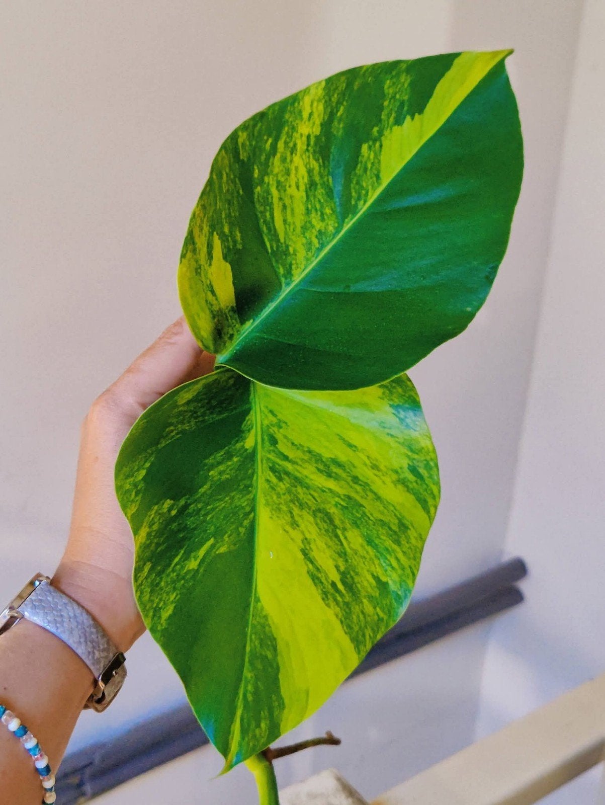 Monstera Aurea yellow variegata kopstek, Huis en Inrichting, Kamerplanten, Ophalen, Halfschaduw, Minder dan 100 cm