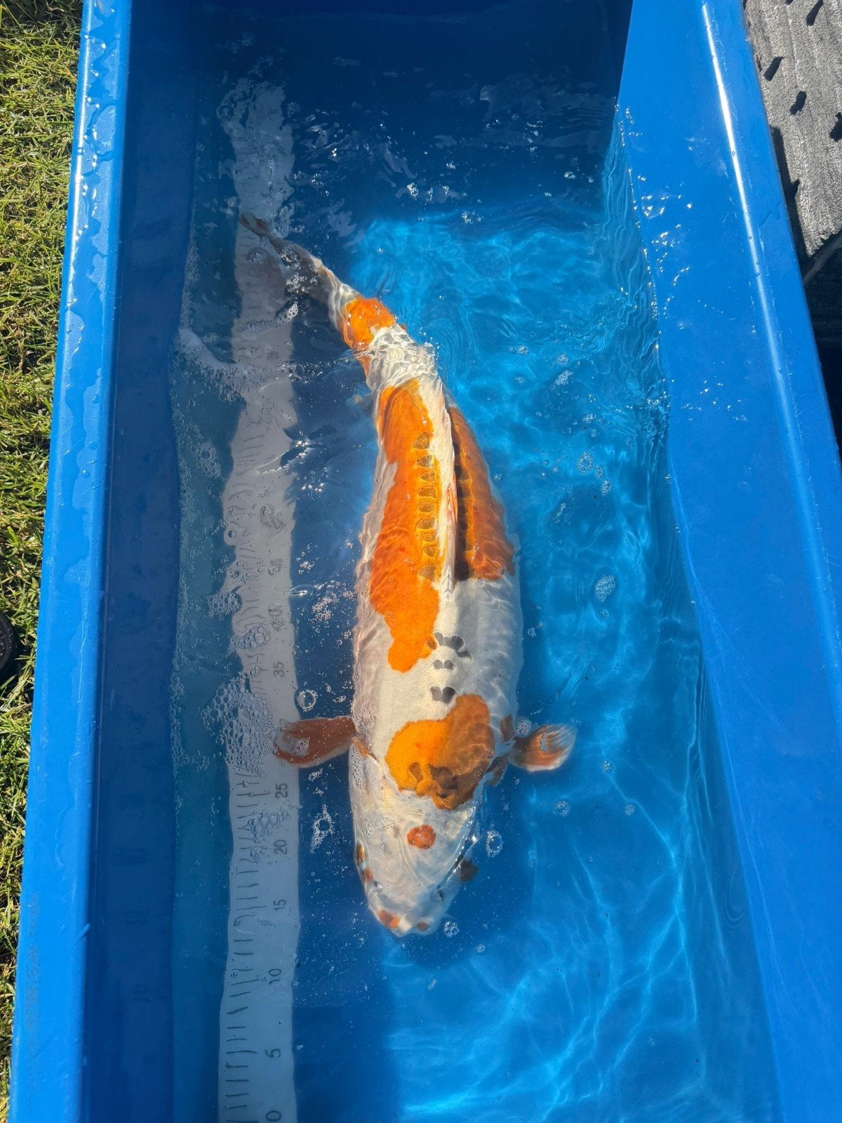Koi Doitsu Hariwake 70cm, Karper of Koi