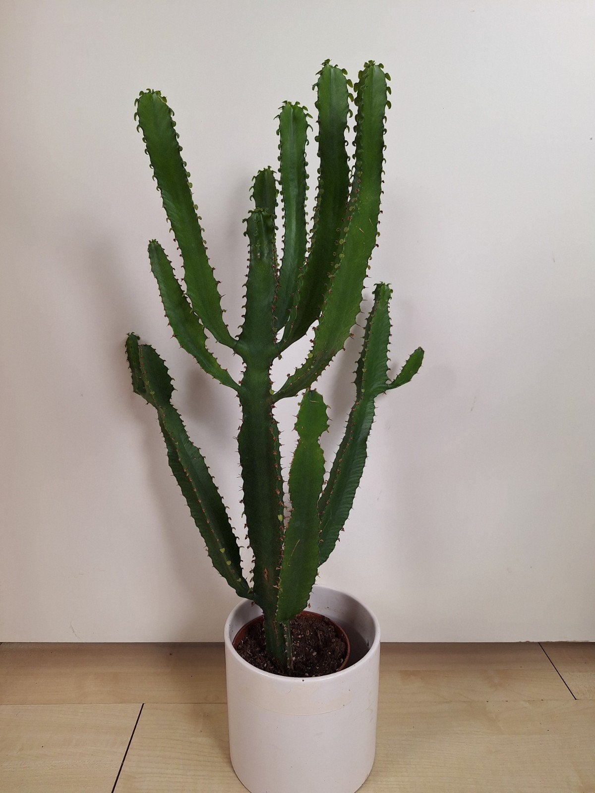 Cactus 56 cm., Ophalen, Cactus, Halfschaduw, Minder dan 100 cm