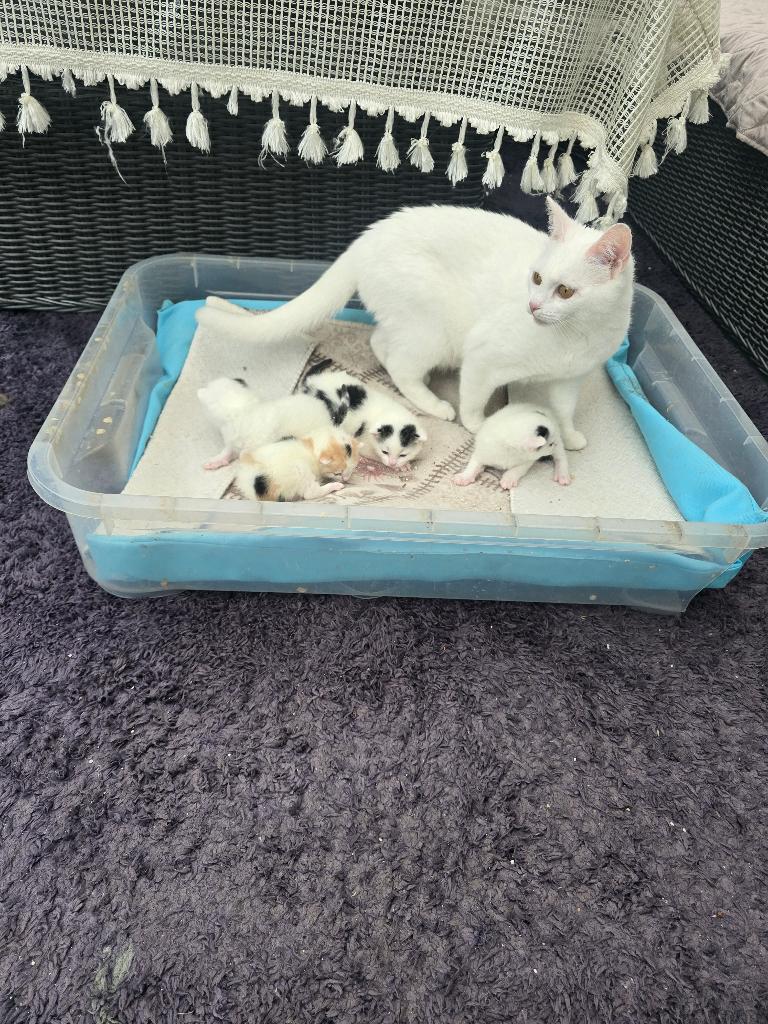 Kittens, Dieren en Toebehoren, Katten en Kittens | Raskatten | Korthaar, Meerdere dieren