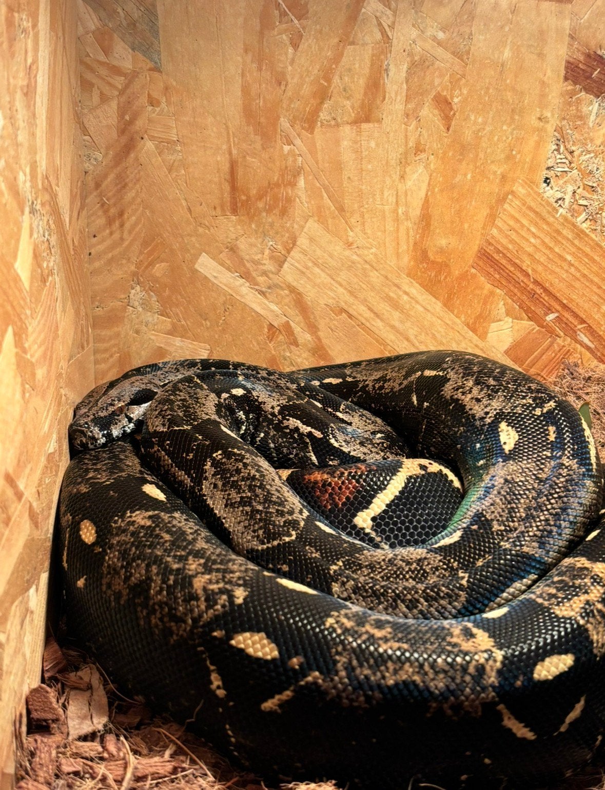 Male boa constricor imperator IMG Boa Constrictor - unknown for sale from petra
