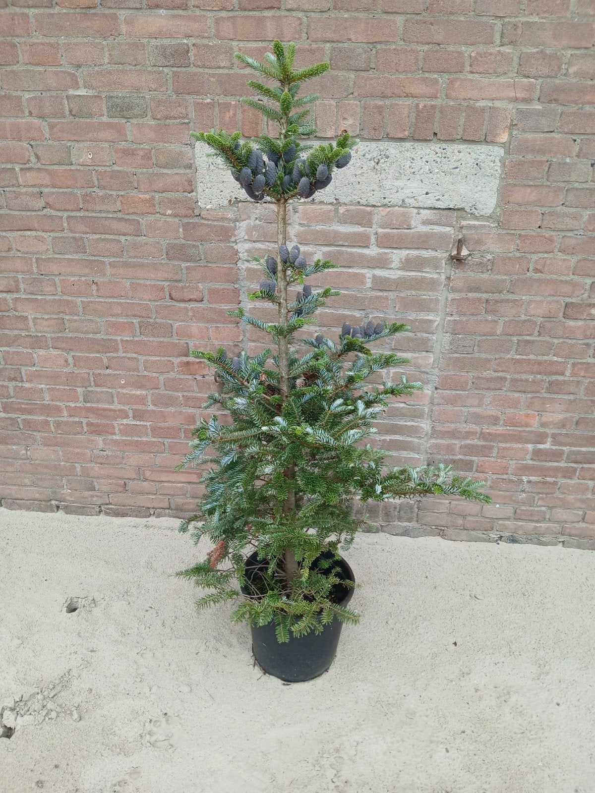 Abiens koreana conifeer., Tuin en Terras, Planten | Struiken en Hagen, Ophalen, Conifeer, Struik, 100 tot 250 cm
