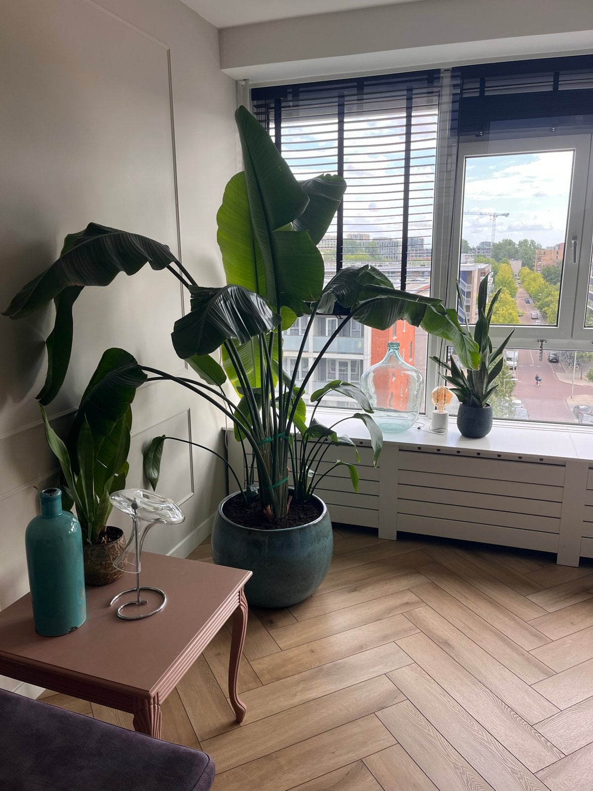 Grote Strelitzia Nicolai - Paradijsvogelplant, Huis en Inrichting, Kamerplanten, Ophalen, 200 cm of meer, Overige soorten, In pot