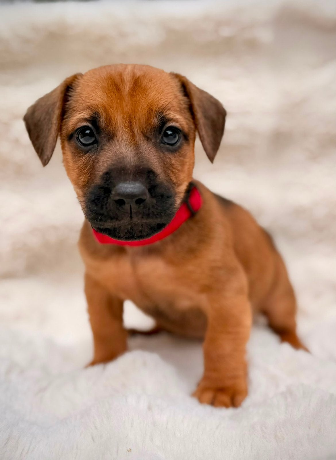 Jack russel puppy’s mogen bijna het nest verlaten, Jack Russell Terriër, 8 tot 15 weken, Parvo, Meerdere
