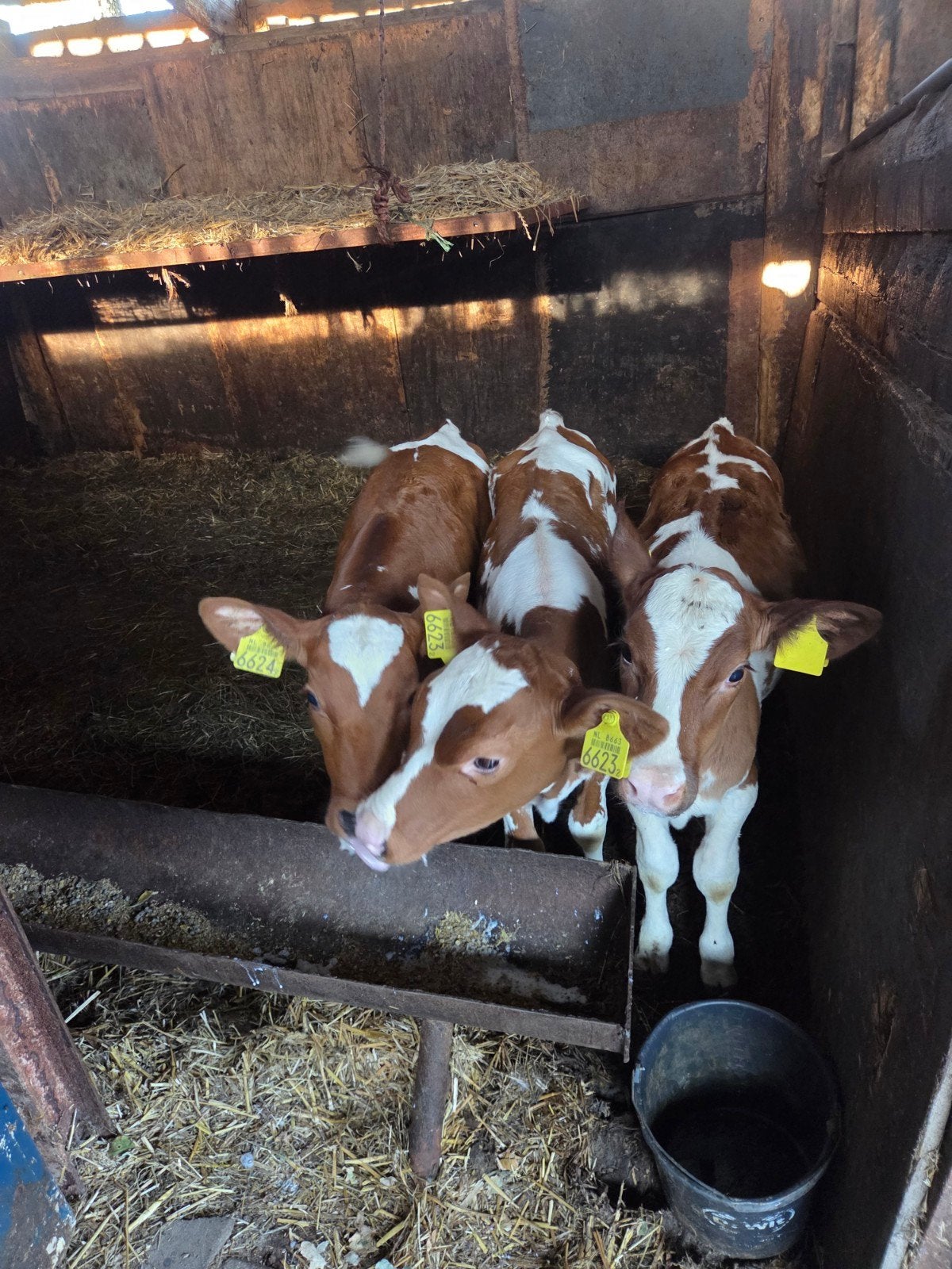 3 roodbonte vaarskalveren, Dieren en Toebehoren, Vrouwelijk, 0 tot 2 jaar