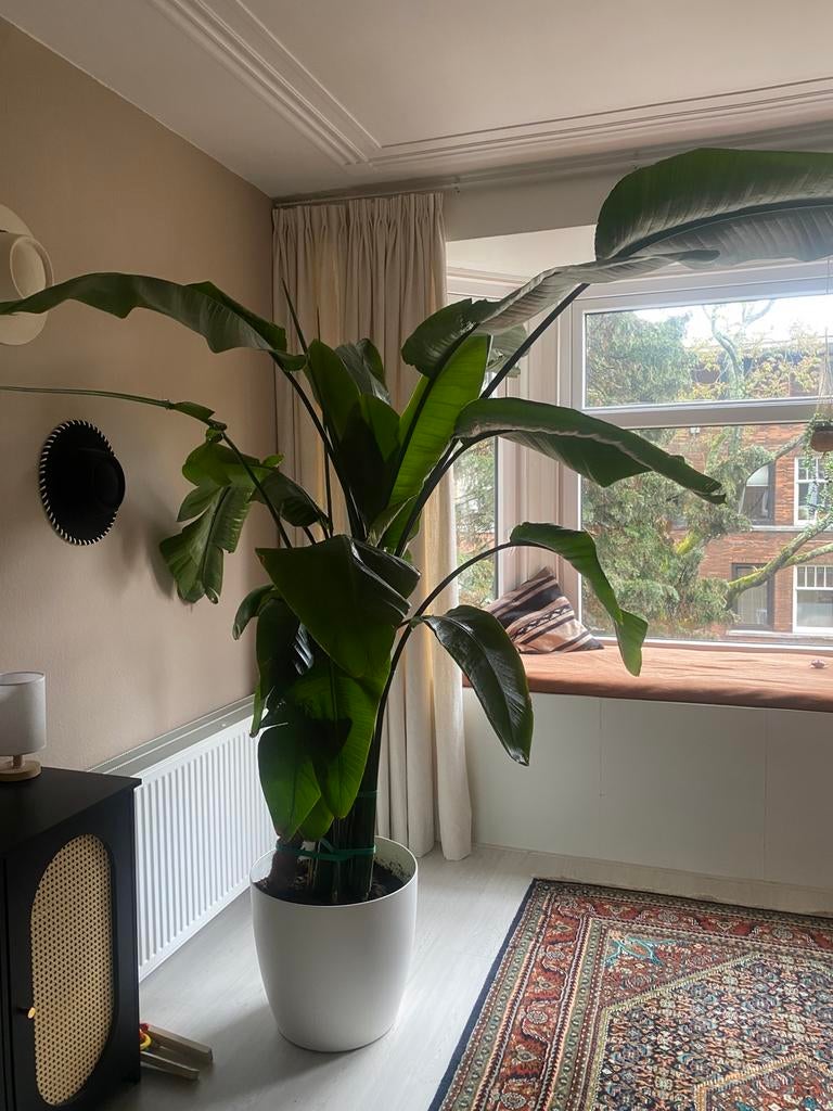 Mega grote Strelitzia Nicolai + 2 meter, Ophalen, Halfschaduw, 200 cm of meer
